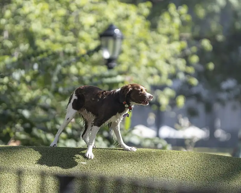 Photo of Jemmy's Dog Run