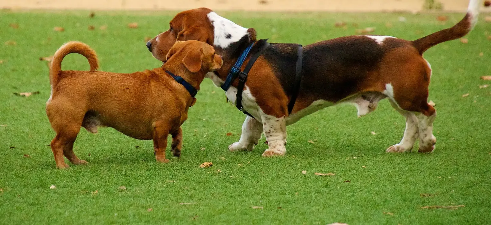 Two dogs meeting on the grass at Miyuki Dog Park, San Jose